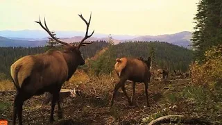 Elk in Rut, Mating closeup at 1m25s, Bugling and Breeding - Public Land