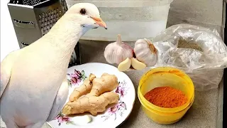 Что я даю голубям во влажные и холодные периоды. What I give pigeons in wet and cold periods.