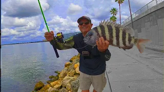 Sight Casting ABSOLUTE GIANT Sheepshead (Catch and Cook) Florida Saltwater Fishing