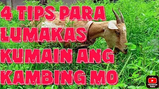 PARAAN PARA LUMAKAS KUMAIN ANG KAMBING MO | goat farming