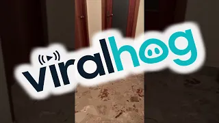 French Bulldog Zoomies || ViralHog