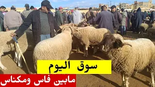 خميس تاوجطات 25/4/2024 مع أثمنة حولي عيد الأضحى والخروف وخروفة والنعجة فرجة ممتعة