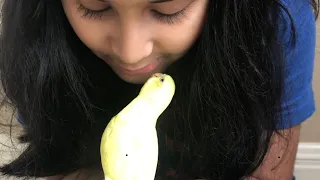 Budgie giving kiss/He gave me kiss | kissing budgie | Naughty budgie