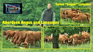 - ANGUS I LIMUZIN FARMA STUPAR LISKOVICA 2021 / Aberdeen Angus and Limousine