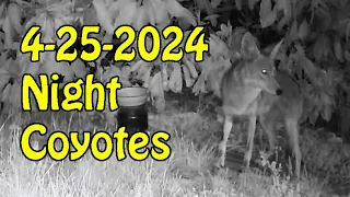 4 25 2024 Night Coyotes