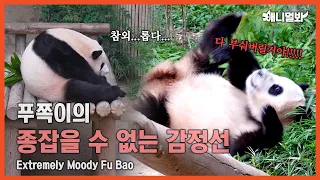 Fu Bao's Puberty Has Appeared To Panda's Family