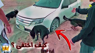 البحث عن صاحبي بعد ماضاع واختربت سيارته بالبر بمساعدة كلابنا !!