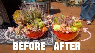 How to Rework an Overgrown Succulent Pot