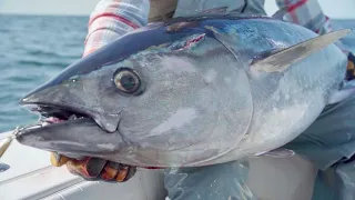 Casting for Early Season Bluefin Tuna | East of Chatham