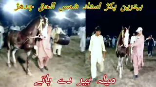 New horse dance ustad Ch Shamsul Haq heer da hata || jhang horse dance
