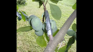 Pollinator Branches Grafted to Kentucky Champion Pawpaw