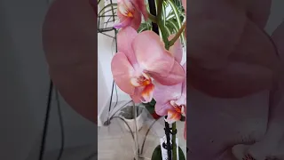 Распаковка орхидей на День рождения, 1 часть🥰🥰🥰 Unpacking orchids for a birthday , Part 1