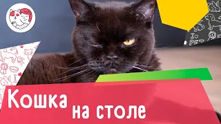 4 совета, как отучить кошку забираться на стол