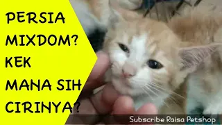 SERING TERJADI! PERSIA KAWIN KUCING KAMPUNG, TAPI JADINYA APA?? #kucing #cat #kitten #mixdom #persia