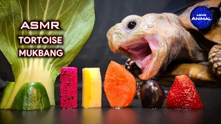 ASMR MUKBANG EATING FOOD 🐢 Turtle Tortoise 146