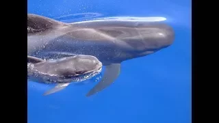 Морские экскурсии на Тенерифе  Дельфины, киты, черепахи