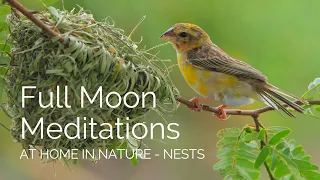 Full Moon Meditation - March 2024, At Home in Nature: Nests