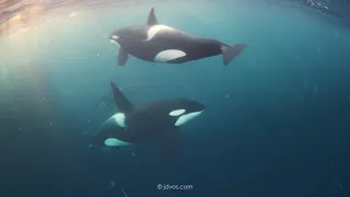 Orcas of Northern Norway