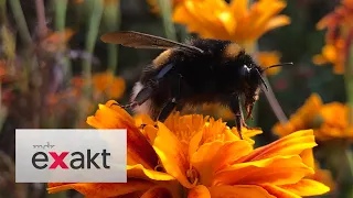 Insekten sterben im Naturschutzgebiet wegen erlaubter Pestizide