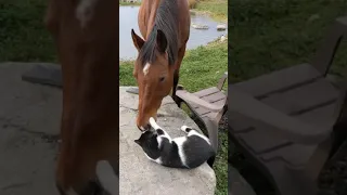 Horse And Cat Are Best Friends #shorts