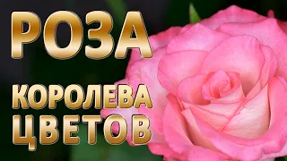 ROSES. Роза 4К ВИДЕО/Миллион алых роз, белые розы. Розы в саду/РОЗЫ МУЗЫКА, клип 4k/Logashev 4k vlog