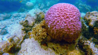 Great Barrier Reef, Australia Green Island /Большой Барьерный Риф, Австралия Остров Грин Айленд 2