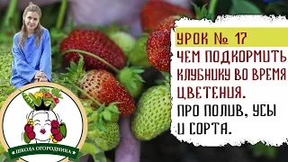 ЧЕМ ПОДКОРМИТЬ КЛУБНИКУ ВО ВРЕМЯ ЦВЕТЕНИЯ  ПРО ПОЛИВ, УСЫ И СОРТА