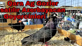 Goyercinler satılır. Qara Ag Gozler Azerbaycan Goyercinleri Elaqe 055 640 07 54