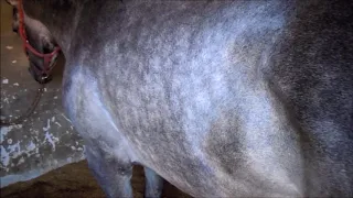 Cavalo de corrida com abcessos subpleurais