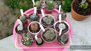 Мамилярии моя коллекция 🌵часчь#1. Mammilaria my collection 🌵part#1.