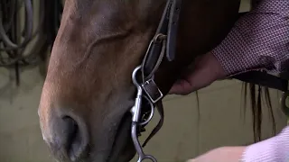 Gabriel Diano - Adjusting the Bridle