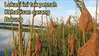 Baru nyampe langsung dapat sarang burung / Zabdan Asadel