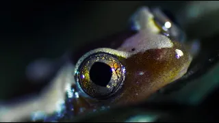 The Unusual African Lungfish Battles a Stork | Nile | BBC Earth