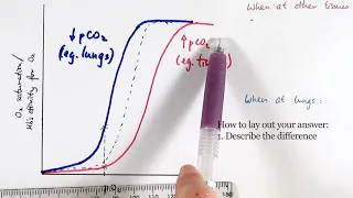 AS Biology - Oxygen dissociation curve (OCR A Chapter 8.4)