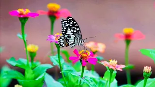 The Beautiful 😍 Butterflies in Rose Garden 🪴