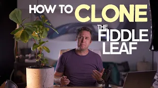 How to Propagate a Fiddle Leaf Fig Plant - 3 Very Easy Steps to clone and multiply your houseplant!