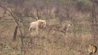 Awesome! Casper The White Lion Back With Satara Lion Pride Lioness