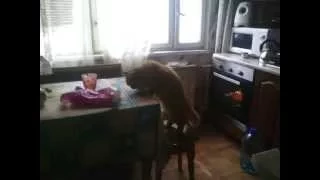 Cat steals food.Кот тырит еду со стола