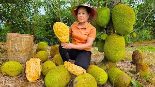 Harvest Jackfruit Orchards Goes to the market sell - Making garden - SARA Life