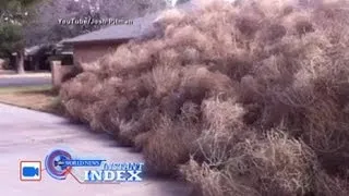 Instant Index: Tumbleweeds Cover House; FAA Investigates Harlem Shake