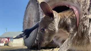 Kangaroo baby leaves the pouch for the first time 🦘