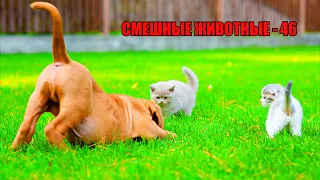 Funny Animals. Cats and dogs and others animals. Смешные животные - 46. Приколы с котами и собаками.