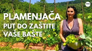 Suočavanje s PLAMENJAČOM: Put do zaštite vaše bašte - DIY preparati!