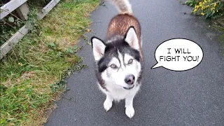 Hilarious Dogs reaction to being called Everything but his own Name