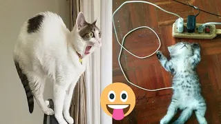 Impossible you laugh you lose with these funniest cats and dogs🤣🤣 Funniest video 2023 #39