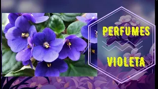 Perfumes con VIOLETA