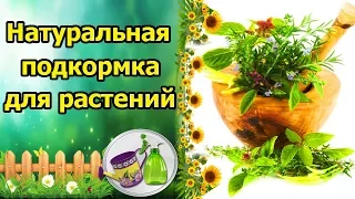 НАТУРАЛЬНАЯ ЧУДО ПОДКОРМКА ДЛЯ РАСТЕНИЙ! УДОБРЕНИЕ ИЗ ЛЕКАРСТВЕННЫХ ТРАВ ДЛЯ РАССАДЫ И ЦВЕТОВ!