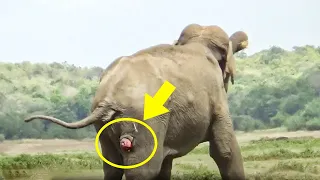 This Elephant Couldn't Move And Cried For Hours, When Help Arrived They Were Shocked To See The Scen