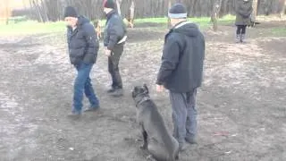 Cane Corso Protection Кане Корсо защита