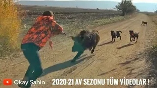 2020-21 Av sezonu tüm yaban domuzu avlarım / Best wild boar 2020-2021